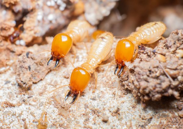 Termite Service in Albany