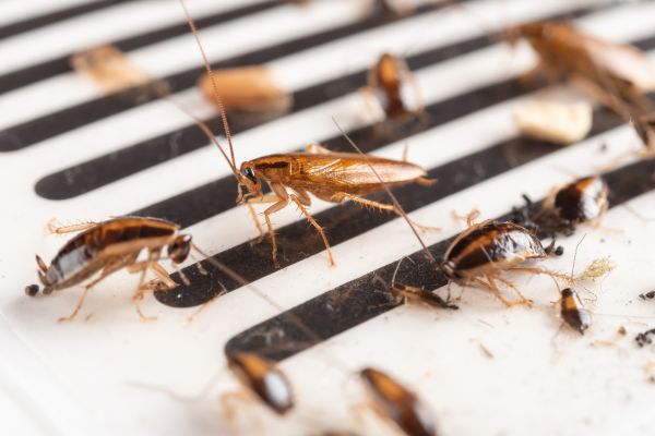Roach Removal in Albany