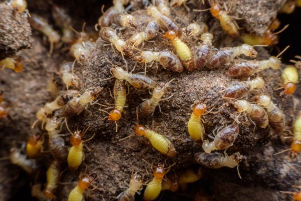 Termite Treatment Service in Albany