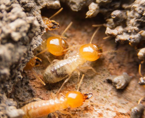 Termite Fumigation in Albany