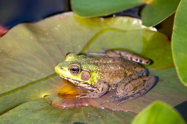 Frog Mitigation