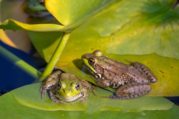 Frog Management