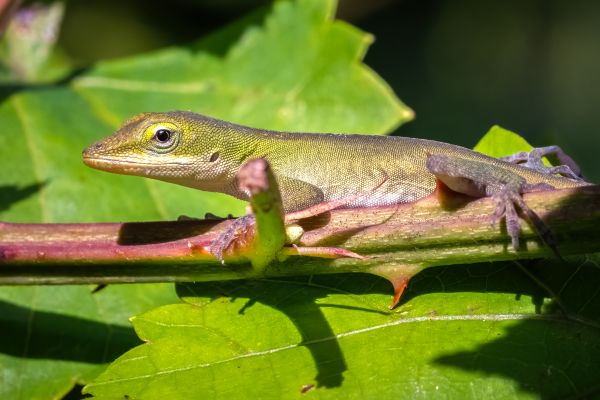 Lizard Pest Management