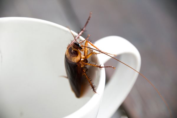 Roach Extermination in Albany