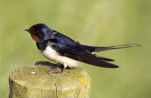 Swallow Removal in Albany