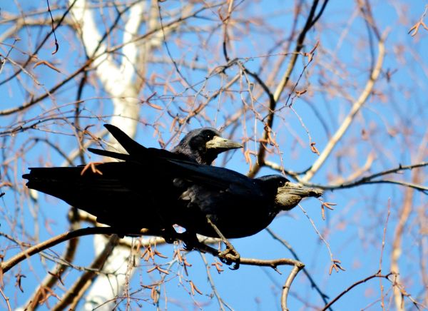 Crow Removal in Albany