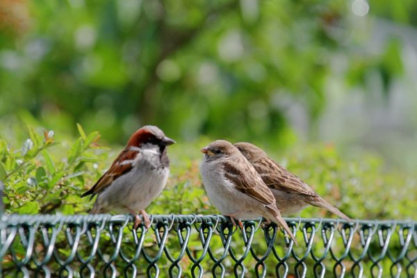 Bird Control Service in Albany