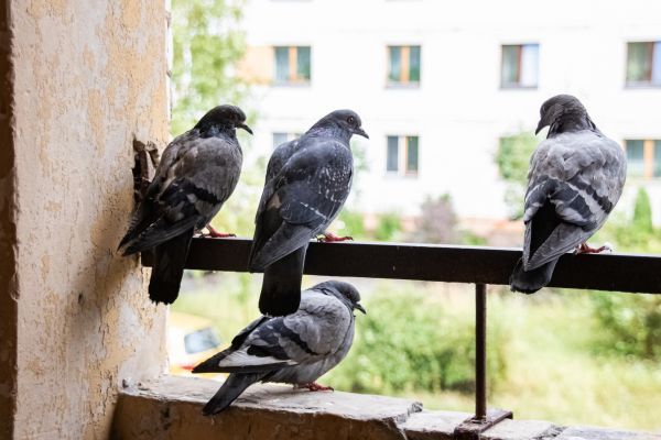 Pigeon Pest Control