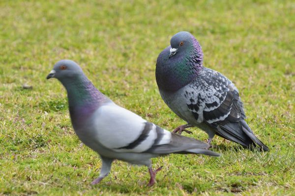 Pigeon Control Service in Albany