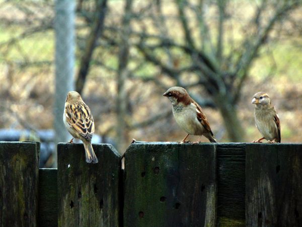 Commercial Bird Removal in Albany