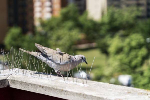 Bird Spikes Installation in Albany