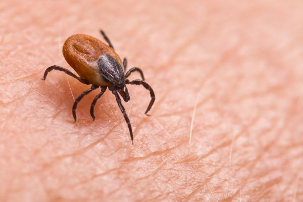Tick Control Service in Albany