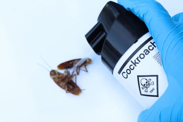 Cockroach Control Service in Albany