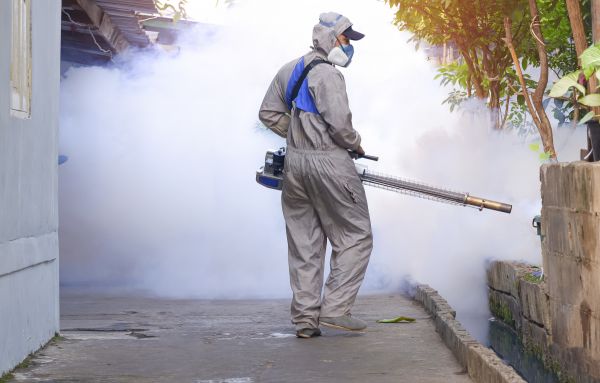 Mosquito Control Service in Albany