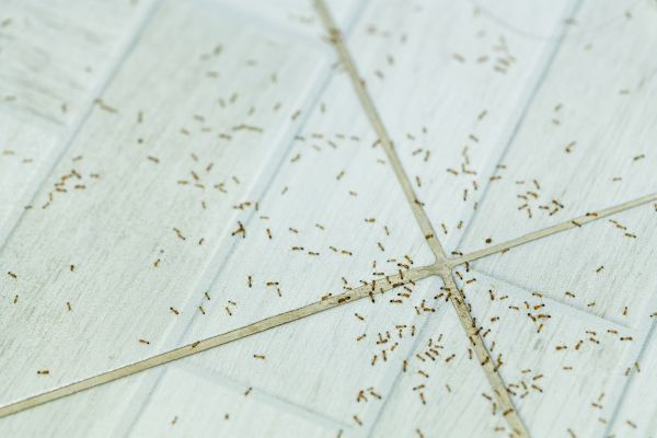Ant Control Service in Albany