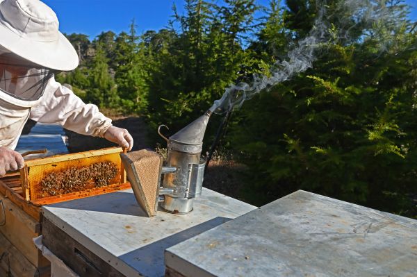 Bee Control Service in Albany