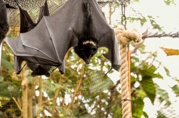 Bat Removal Service in Albany
