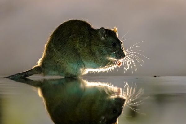 Rodent Elimination