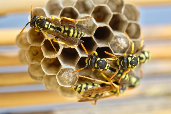 Wasp Pest Control