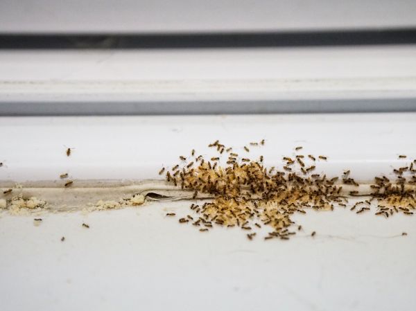 Pest Management Service