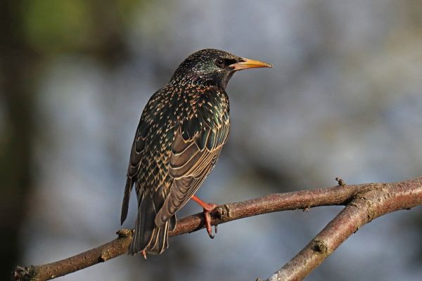 Starling Removal in Albany