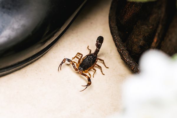 Scorpion Extermination in Albany