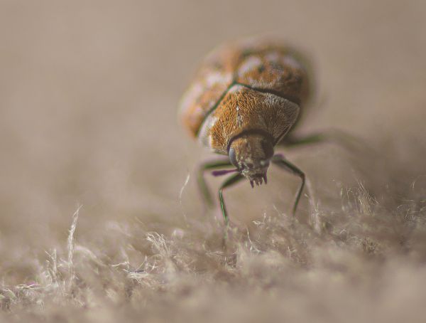 Carpet Beetle Extermination in Albany