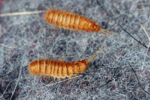 Carpet Beetle Removal in Albany
