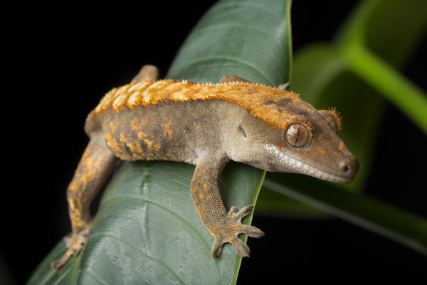 Gecko Extermination Service