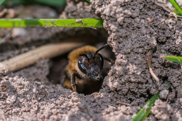 Ground Bees Removal in Albany