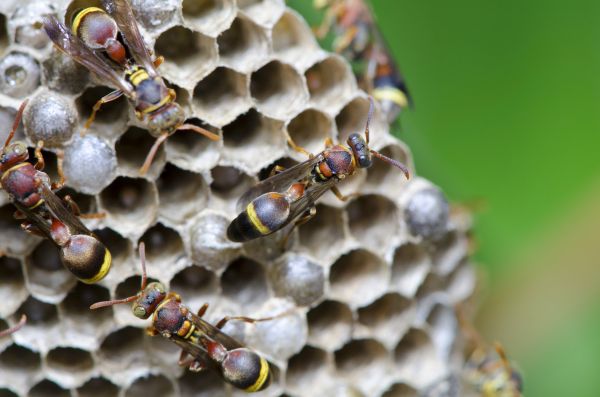 Hornets Nest Removal Service