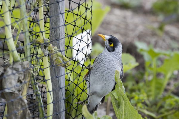 Bird Netting Installation in Albany