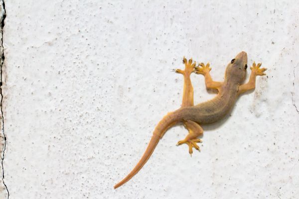 Lizard Mitigation