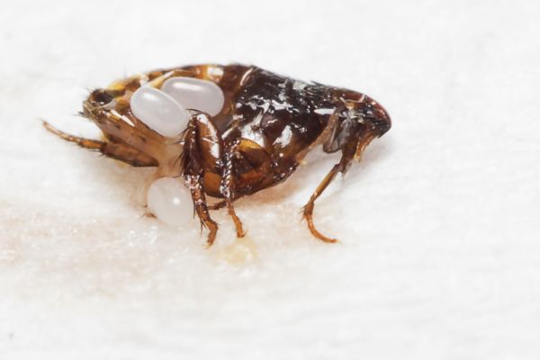Flea Removal Service in Albany