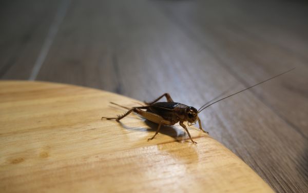 Cricket Removal Service in Albany