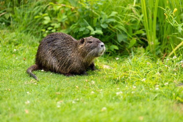 Rodent Extermination Service in Albany
