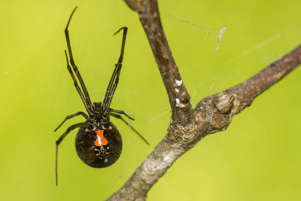 Black Widow Extermination in Albany