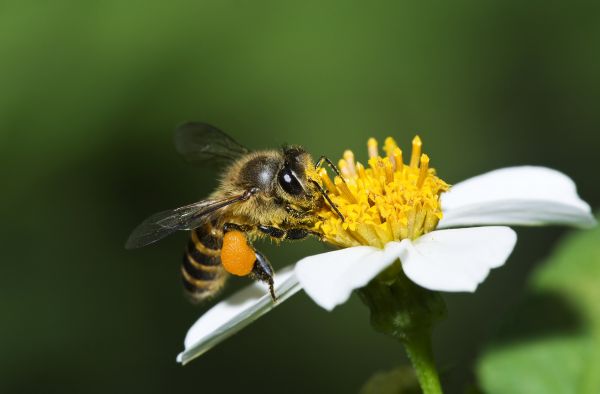 Stinging Insect Control
