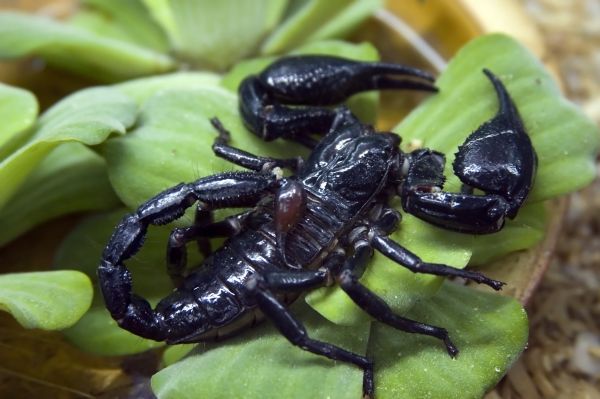 Scorpion Removal Service