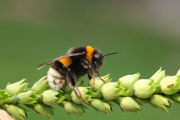 Bumble Bee Extermination in Albany