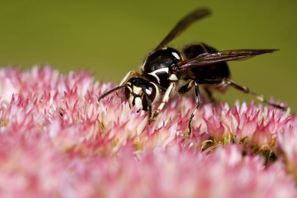 Baldfaced Hornet Removal Service