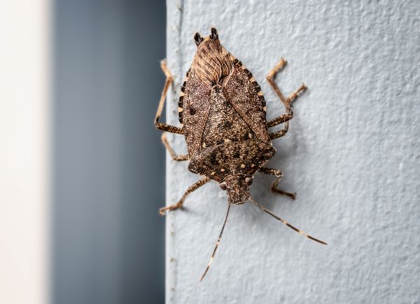 Stinkbug Removal in Albany