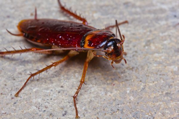 Cockroach Fumigation Service in Albany