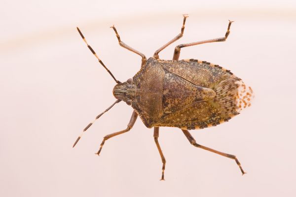 Stinkbug Extermination Service in Albany