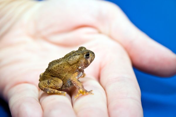 Toad Extermination Service