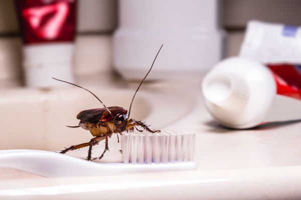 Roach Infestation Control in Albany