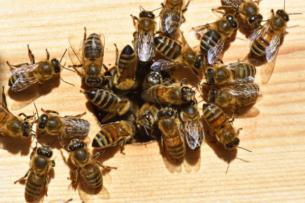 Ground Bees Extermination in Albany