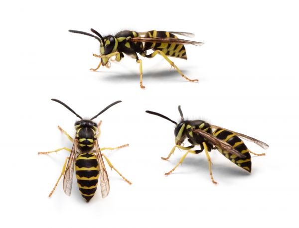 Yellowjacket Removal in Albany