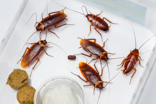 Roach Infestation Treatment in Albany