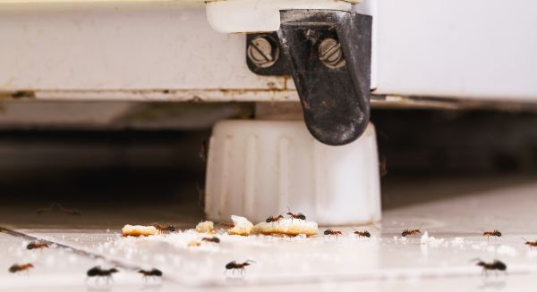 Sugar Ant Pest Control